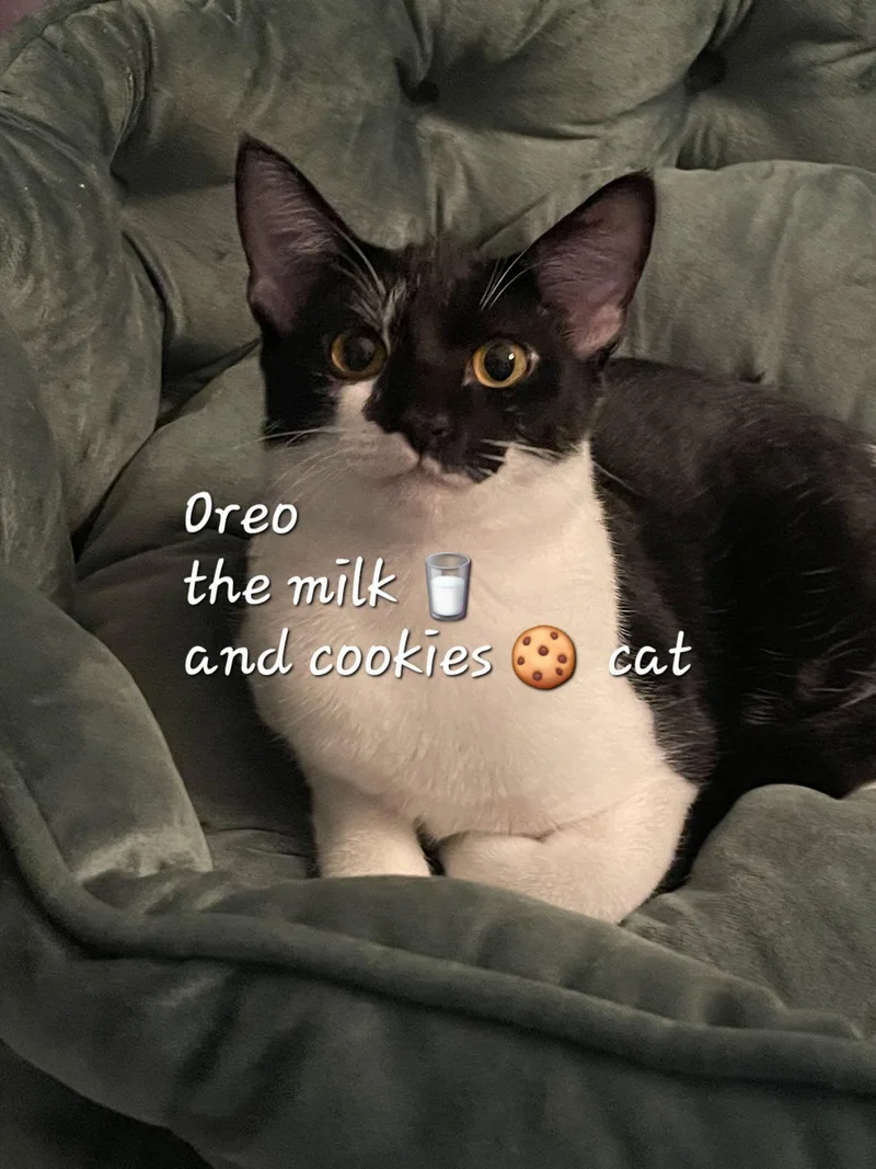 Oreo Milk&cookiescat