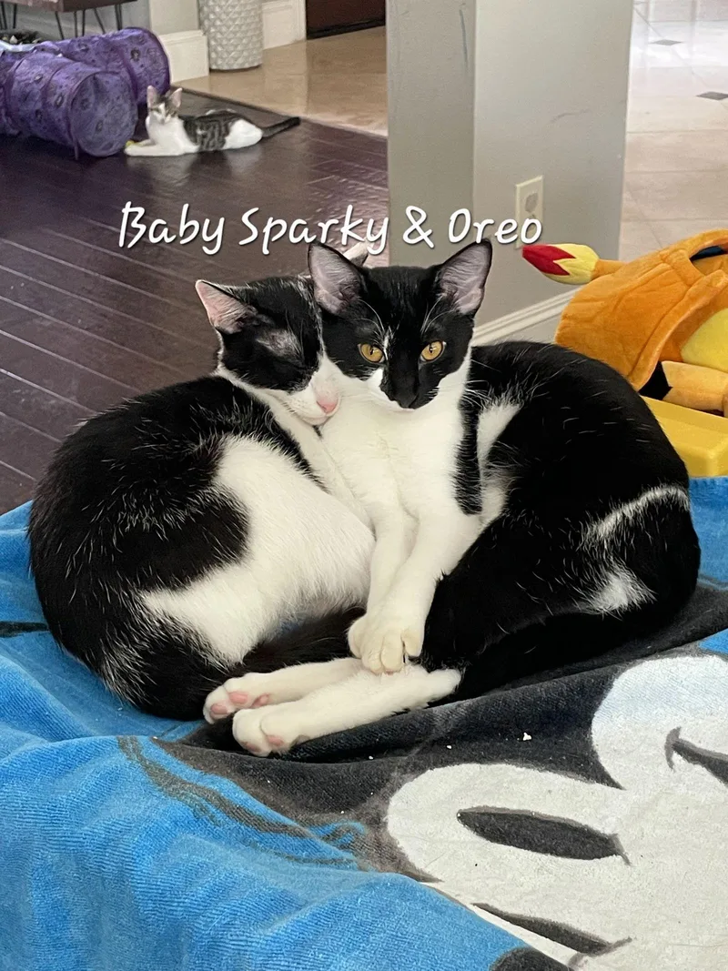 Oreo  Milk&cookiescat thumbnail 3