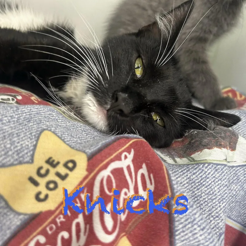 An adult medium-sized female Domestic Short Hair cat named Knicks for adoption in Spring Lake, NJ