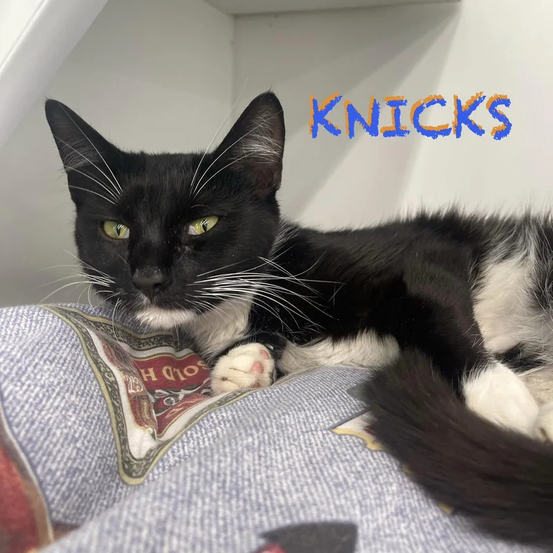Knicks thumbnail 3