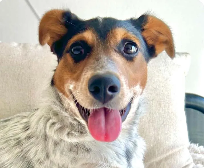 A baby medium-sized female Cattle Dog dog named Cali for adoption in San Ramon, CA