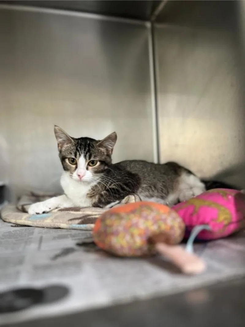 A baby medium-sized female Domestic Short Hair cat named Skeeter for adoption in Winfield, KS