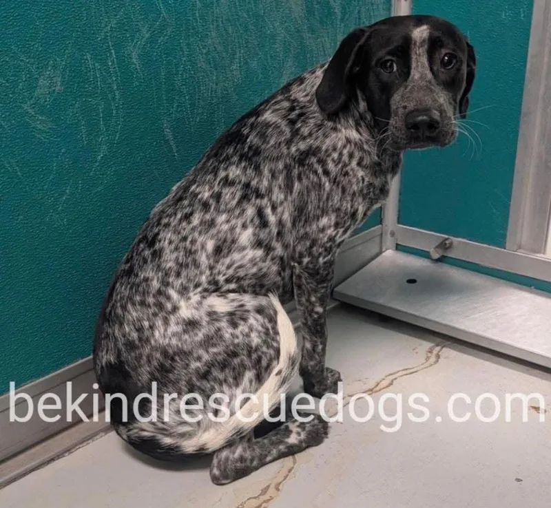 A baby large-sized female Tricolor (Brown, Black, & White) Pointer dog named Lady for adoption in Shawnee, OK