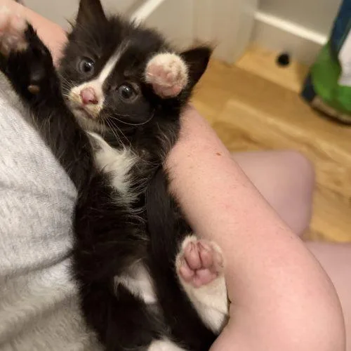 A baby small-sized female Black Domestic Short Hair cat named Trixie for adoption in Edmond, OK