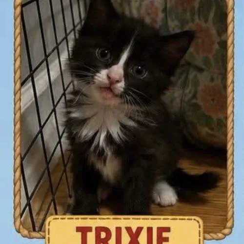 Trixie thumbnail 2