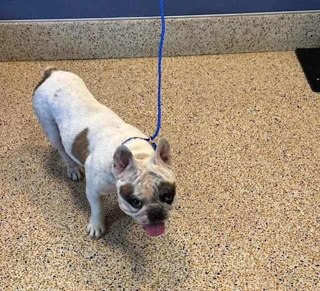 An adult small-sized female French Bulldog dog named Millie for adoption in Miami, FL