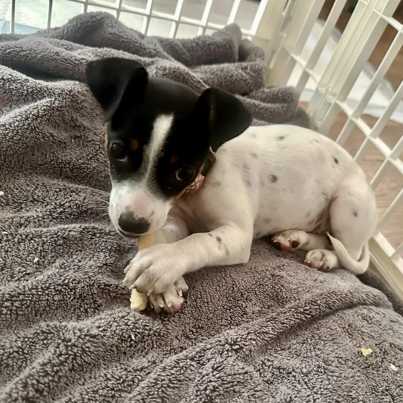 A baby small-sized female Rat Terrier dog named Sassy Pants for adoption in Richmond, VA