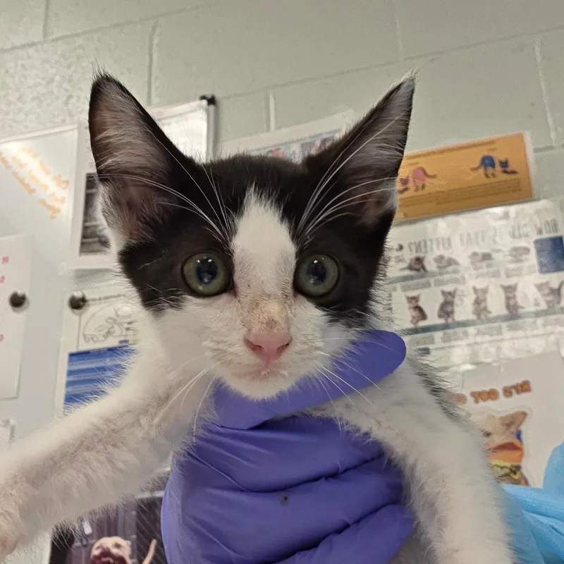 A baby small-sized male Black Domestic Short Hair cat named Beyblade for adoption in Chattanooga, TN