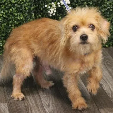 A senior small-sized male Apricot / Beige Norfolk Terrier dog named Benji for adoption in Irmo, SC