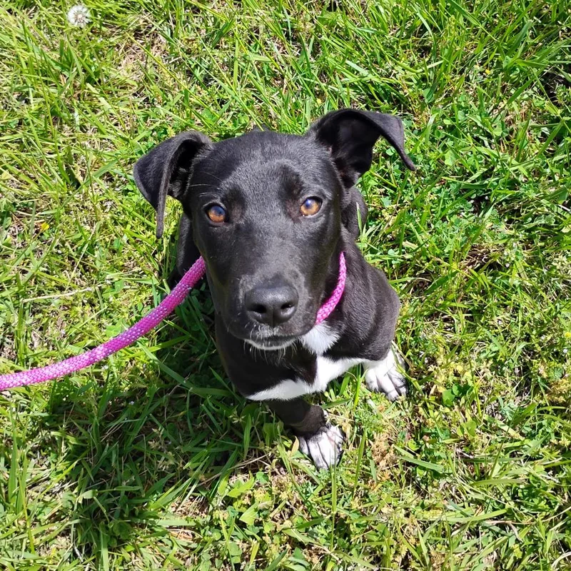 A baby small-sized female Black Mixed Breed dog named Louisiana for adoption in Winchester, TN