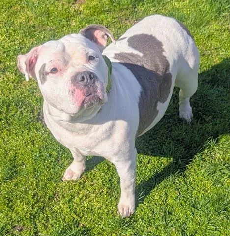 An adult medium-sized female American Bulldog dog named Snickers for adoption in Akron, OH