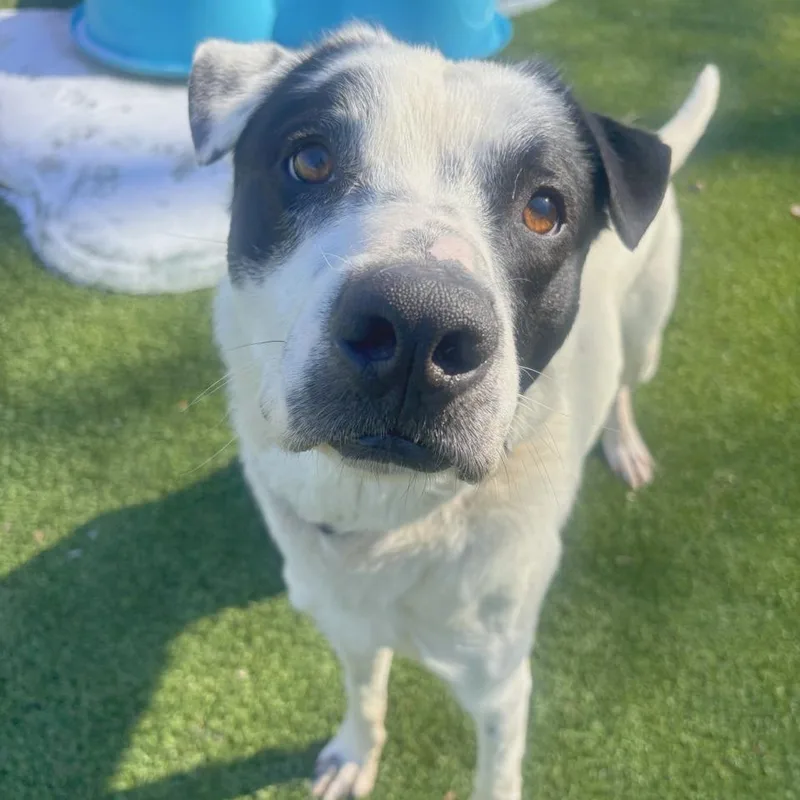 An adult medium-sized male White / Cream Shepherd dog named Ares for adoption in Chattanooga, TN