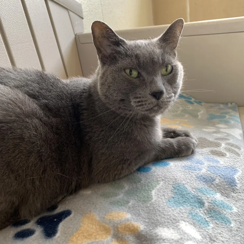 An adult medium-sized female Gray / Blue / Silver Domestic Short Hair cat named Kyah for adoption in Winchester, VA