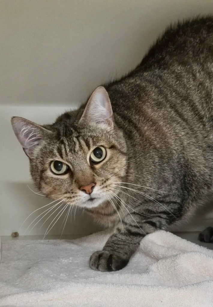 A senior medium-sized male Domestic Short Hair cat named Gekko for adoption in Bloomington, IN