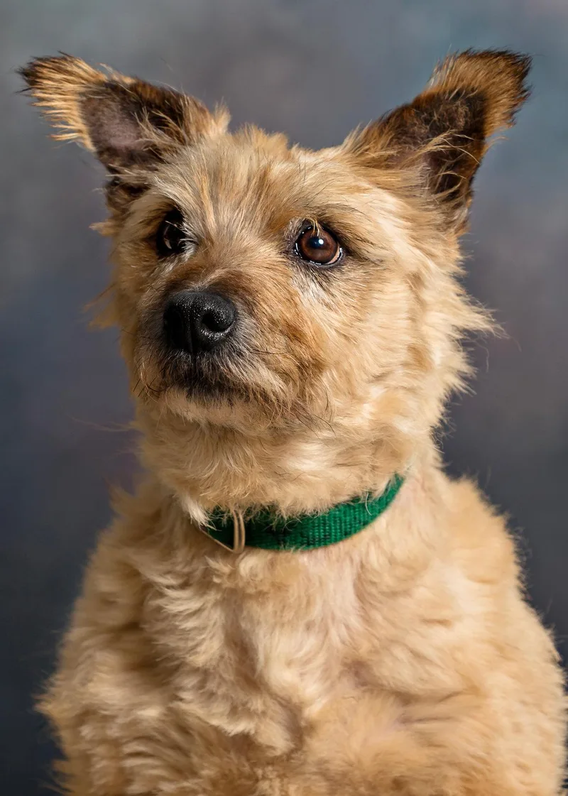 An adult small-sized male Yellow / Tan / Blond / Fawn Cairn Terrier dog named Simba for adoption in Seville, OH