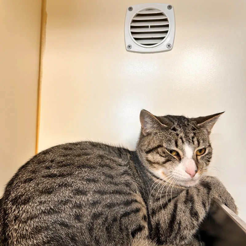 Quesorito thumbnail 2