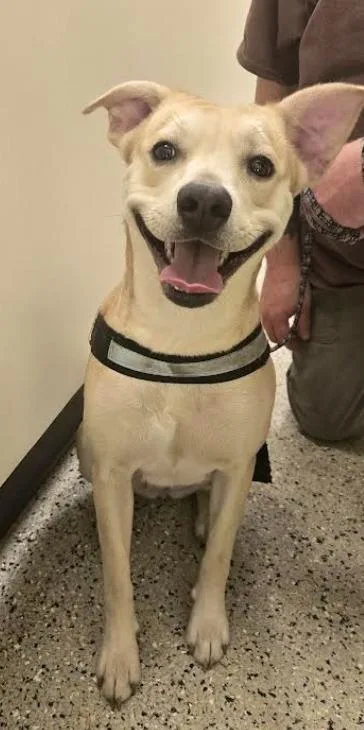 A young medium-sized female Labrador Retriever dog named Diamond for adoption in Saint Clairsville, OH