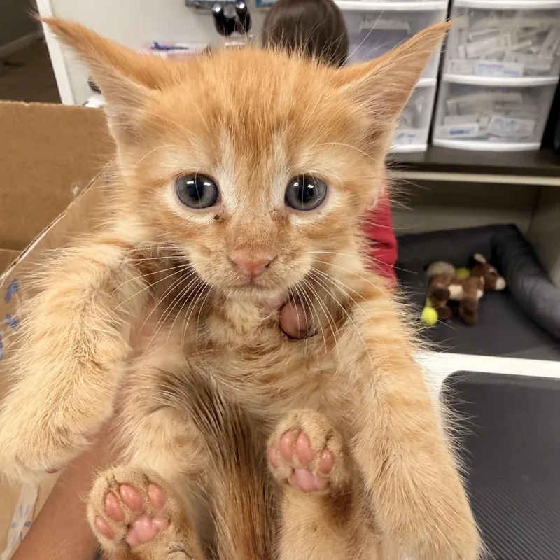 A baby small-sized male Orange / Red Domestic Short Hair cat named Megatron for adoption in Starkville, MS