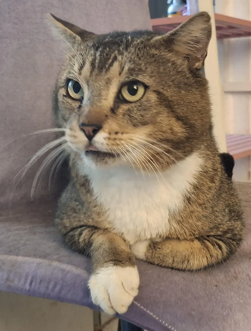 An adult large-sized male Tabby (Brown / Chocolate) Domestic Short Hair cat named Taz for adoption in Hopkinton, MA