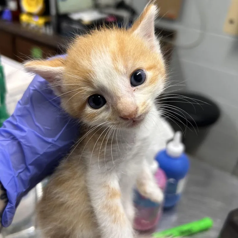A baby small-sized male Orange / Red Domestic Short Hair cat named Truth for adoption in Summerville, SC