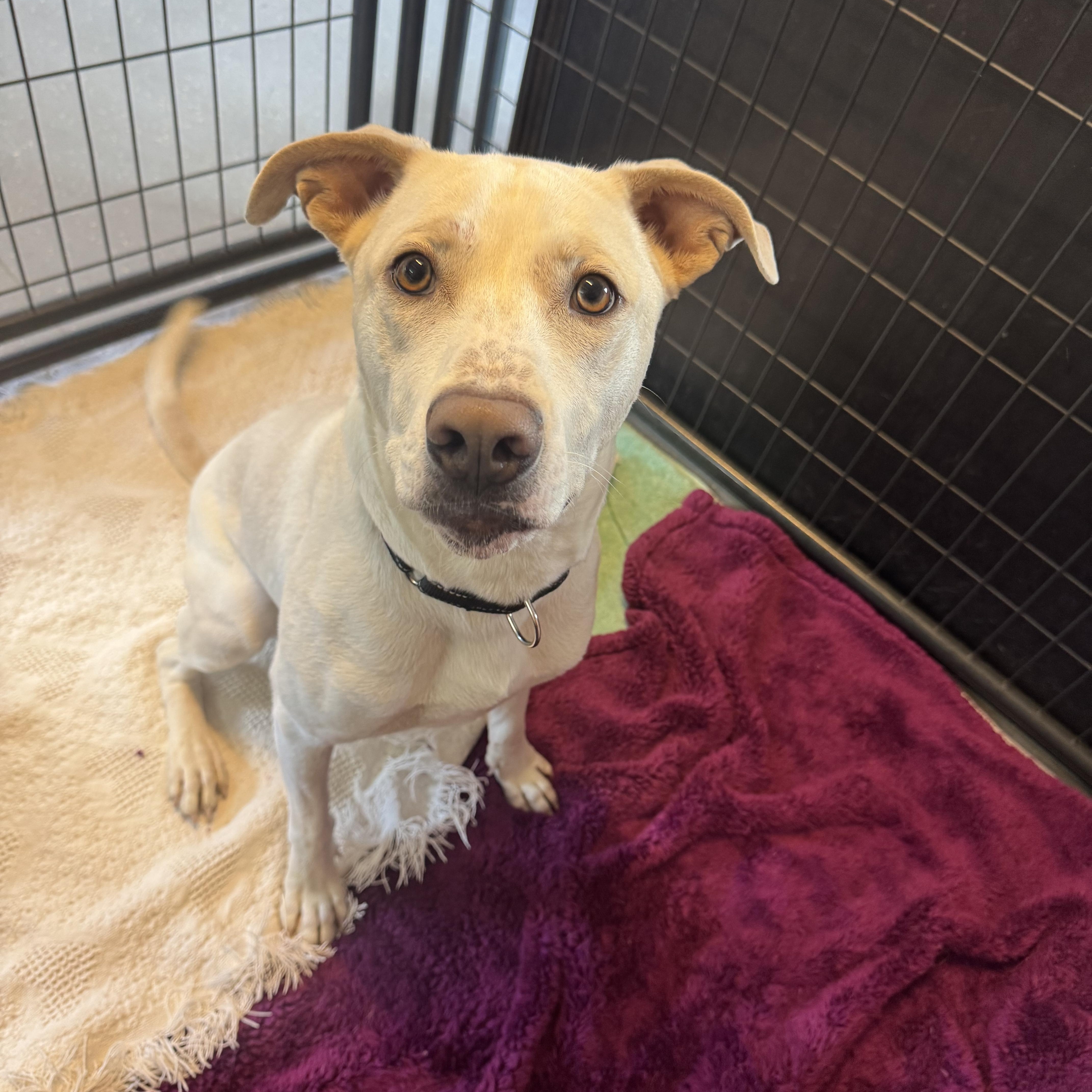 An adult small-sized male White / Cream Pit Bull Terrier dog named Sabre for adoption in Salem, NH