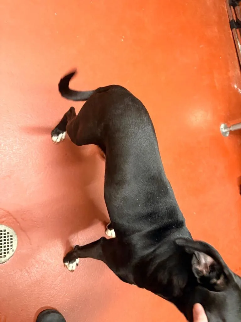 An adult medium-sized female Mixed Breed dog named Pennelope for adoption in Douglasville, GA