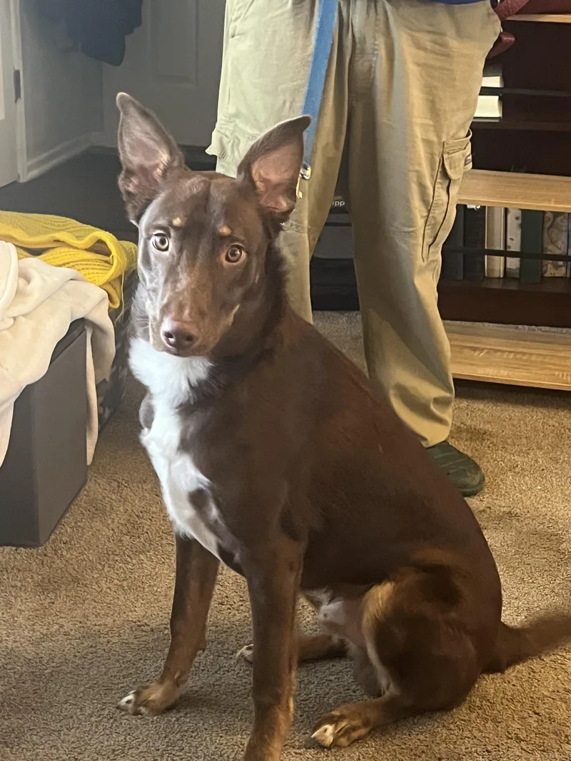 An adult large-sized male Australian Shepherd dog named Bear for adoption in Pelzer, SC