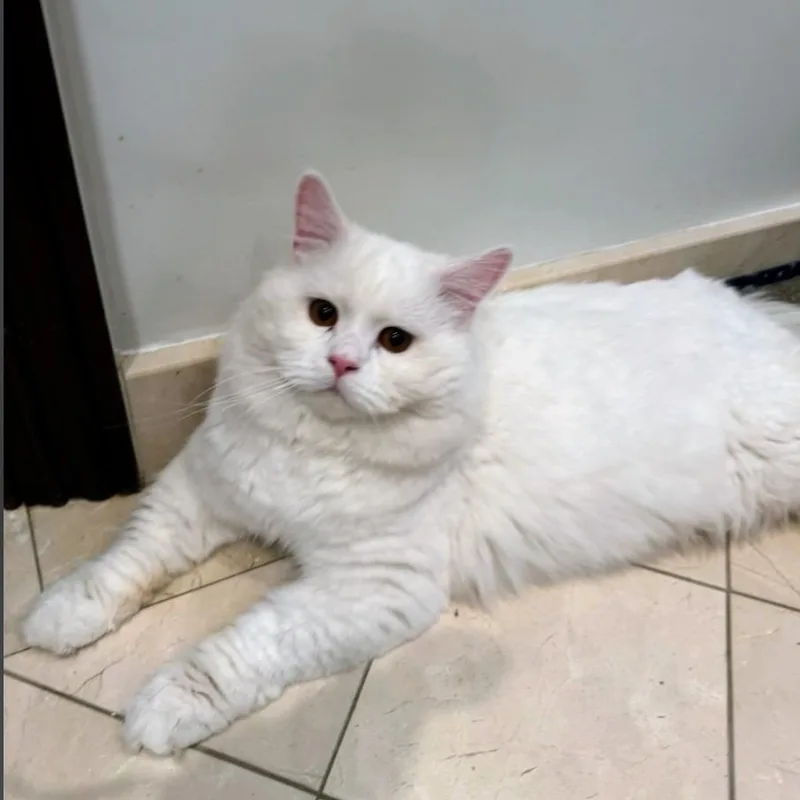 A young medium-sized male White Domestic Long Hair cat named Blizzard for adoption in Staten Island, NY