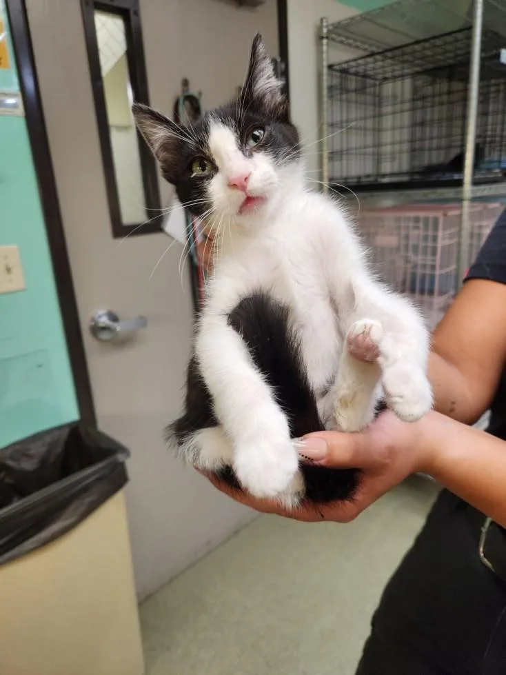 A baby small-sized male Domestic Short Hair cat named A for adoption in Burbank, CA