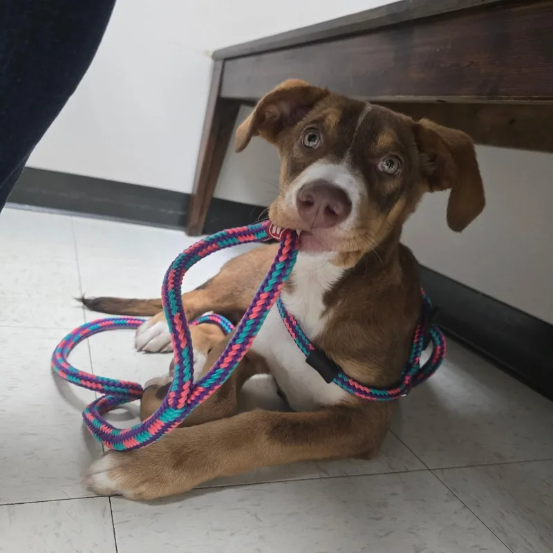 A baby large-sized male Brown / Chocolate Doberman Pinscher dog named Syrup for adoption in Rock Hill, SC