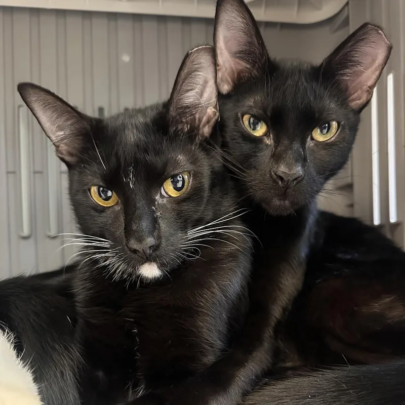 A young medium-sized male Black Domestic Short Hair cat named Henry for adoption in Boston, MA