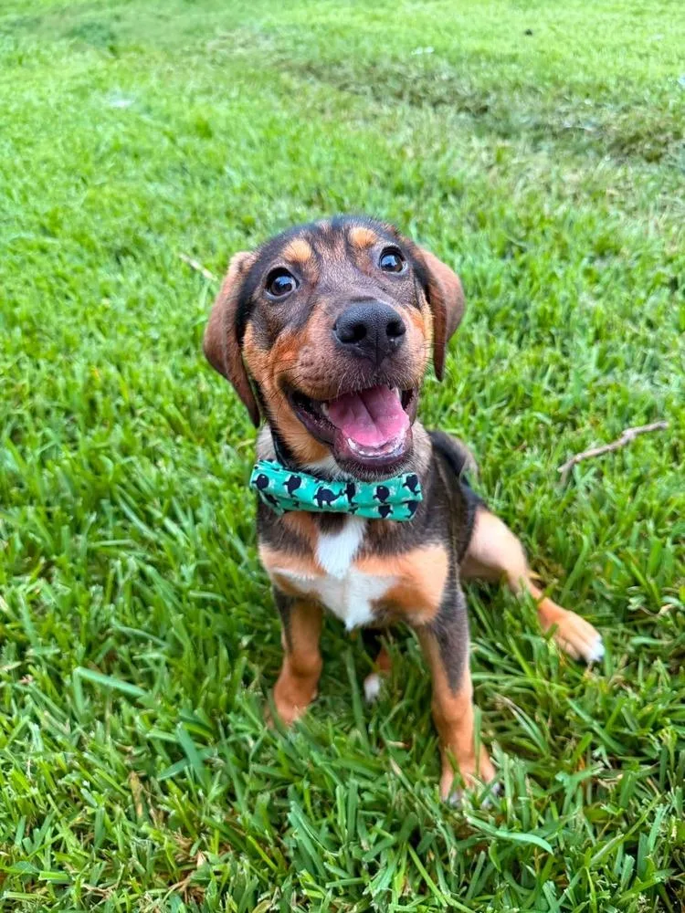 A baby medium-sized male Hound dog named Radley for adoption in Saugus, MA