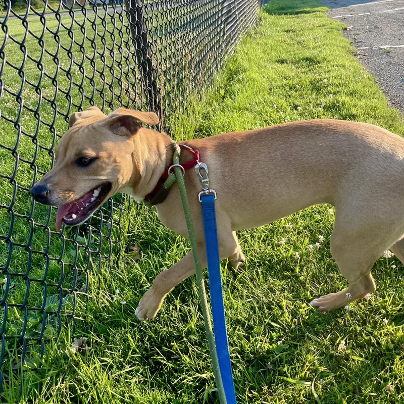 A young small-sized female Golden American Staffordshire Terrier dog named Honey for adoption in West Milford, NJ