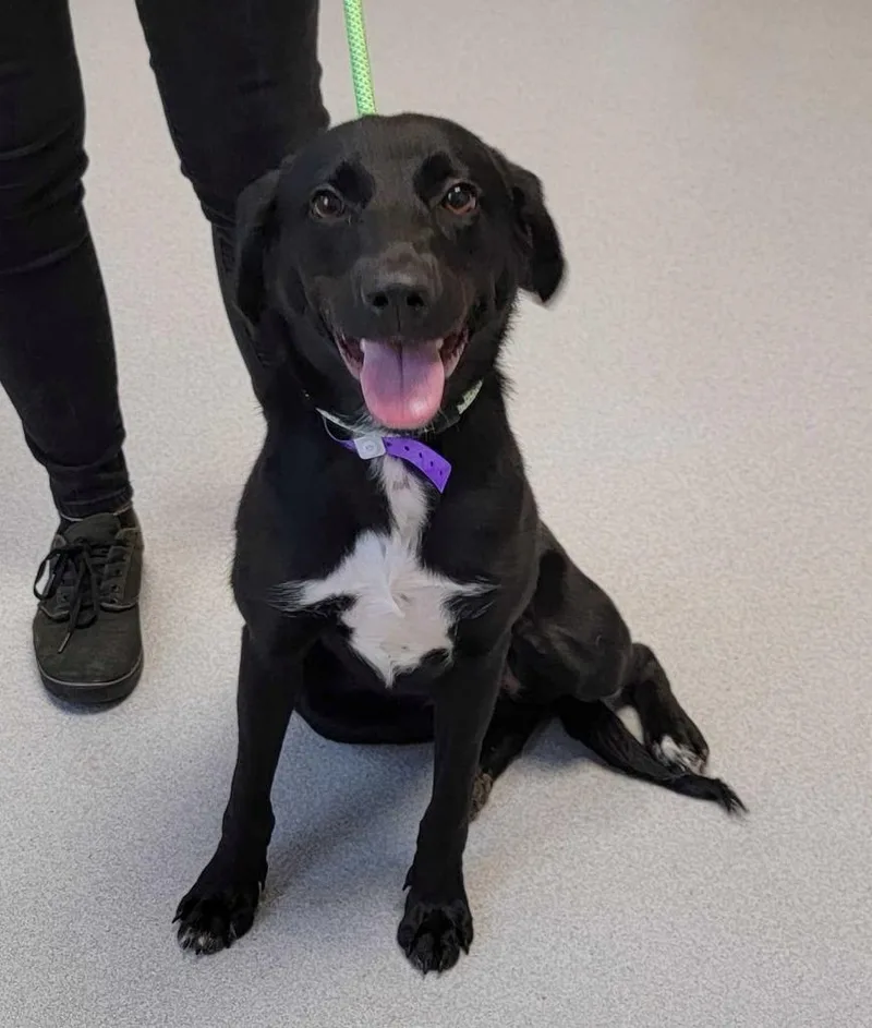 A young medium-sized female Mixed Breed dog named Blanche for adoption in Chillicothe, OH