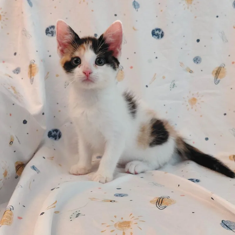 A baby small-sized female Calico Domestic Short Hair cat named Glinda for adoption in Wichita, KS