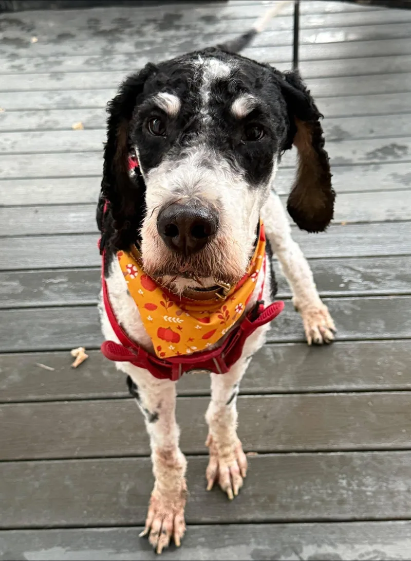 An adult medium-sized male Bernadoodle dog named Bobby for adoption in Greenwich, NY