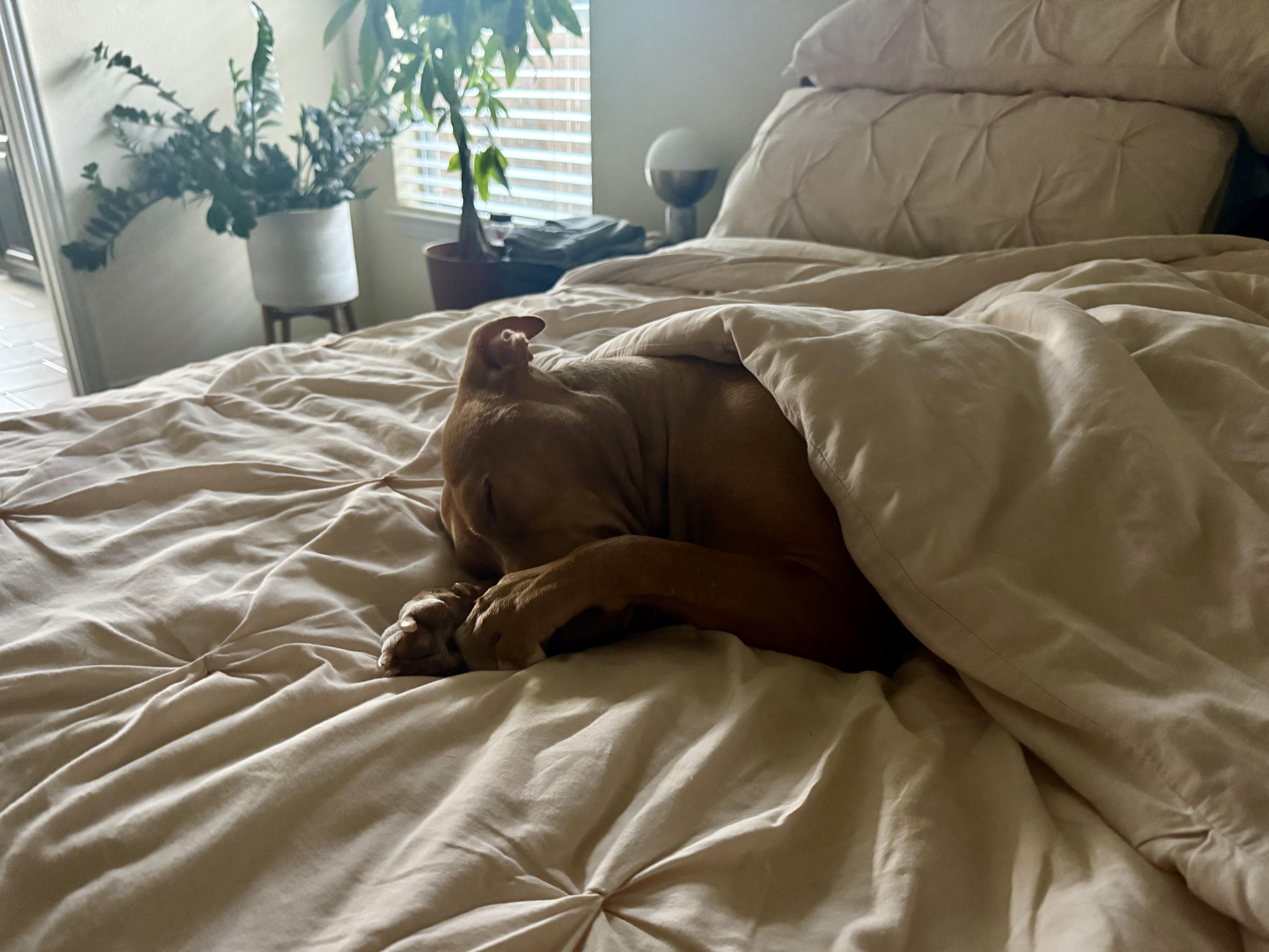 A young medium-sized female Apricot / Beige American Staffordshire Terrier dog named Josie The Mostie for adoption in Houston, TX