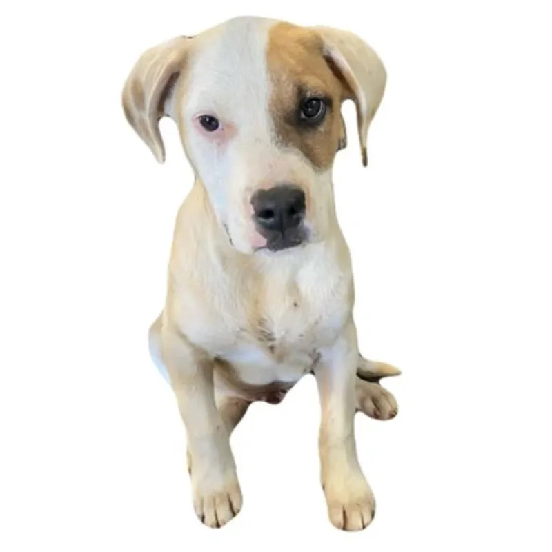 A baby medium-sized male Pit Bull Terrier dog named Spanky for adoption in Red Bluff, CA