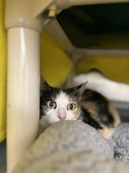 An adult small-sized female Domestic Short Hair cat named Hannah for adoption in Munster, IN