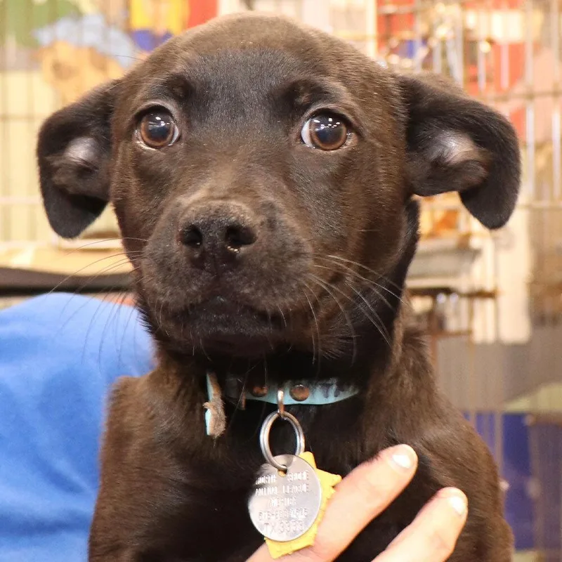 A baby small-sized male Mixed Breed dog named Rocky for adoption in Port Washington, NY