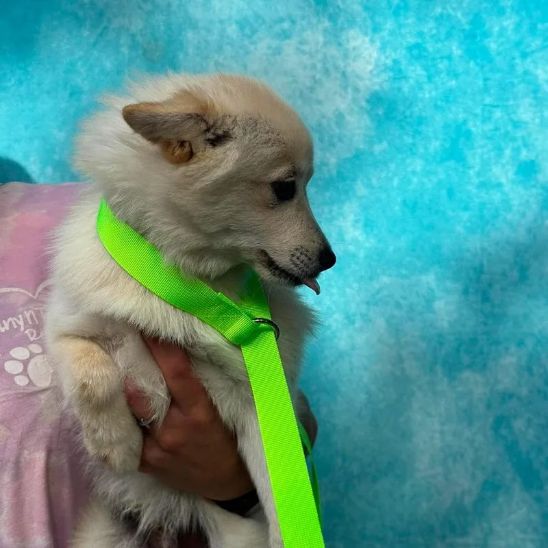Sawyer thumbnail 3