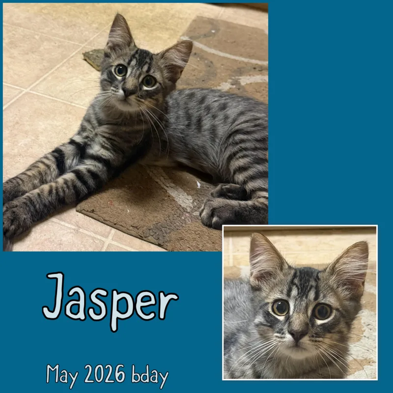 A baby medium-sized male Tabby (Brown / Chocolate) Domestic Long Hair cat named Jasper for adoption in Vacaville, CA