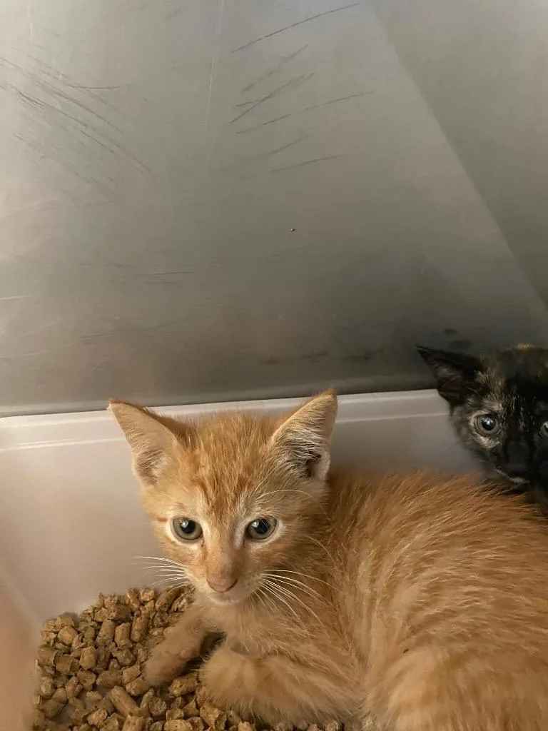 A baby small-sized male Domestic Short Hair cat named Damian for adoption in Bossier City, LA