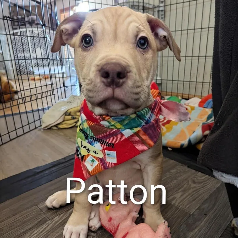 A baby small-sized male Pit Bull Terrier dog named Patton D for adoption in Princeton, MN
