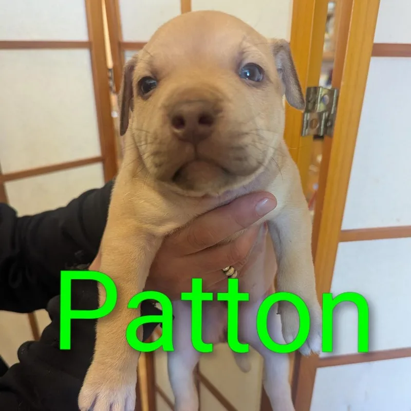 Patton D thumbnail 2