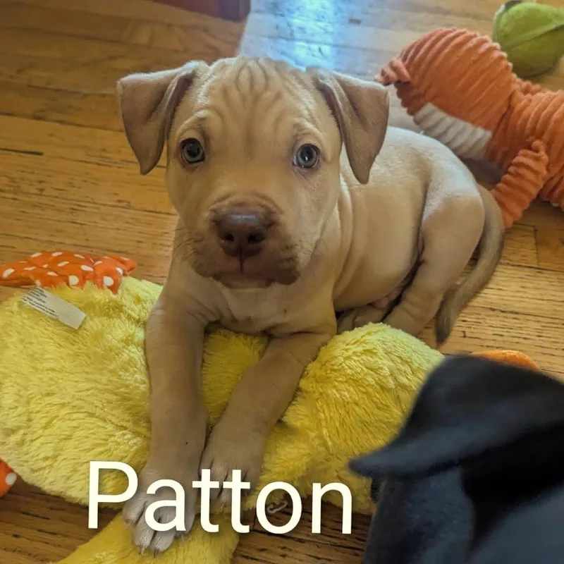 Patton D thumbnail 3