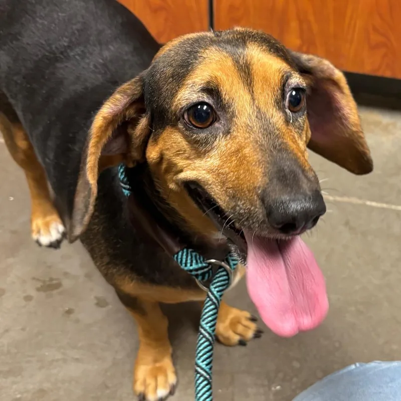 A young small-sized female Black Dachshund dog named Abby for adoption in Yuma, AZ