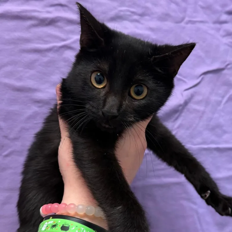 A baby small-sized male Domestic Short Hair cat named Binx for adoption in Ewing, NJ