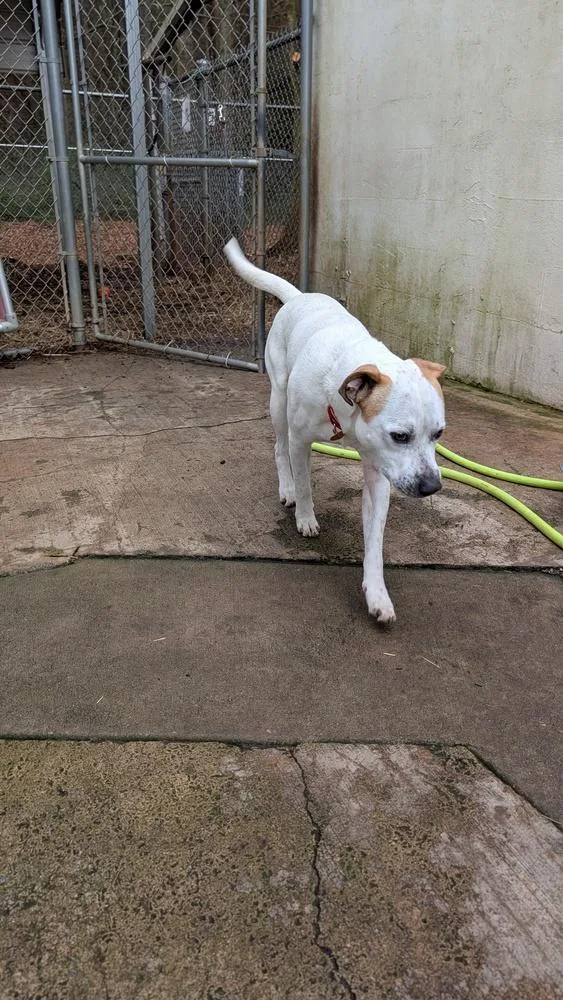 An adult large-sized male Tricolor (Brown, Black, & White) American Staffordshire Terrier dog named Cowboy for adoption in Hartwell, GA