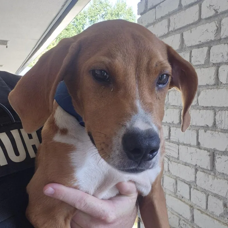 A baby medium-sized male Retriever dog named Dax for adoption in Montgomery, AL